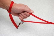 Walk-Safe on standard dog lead